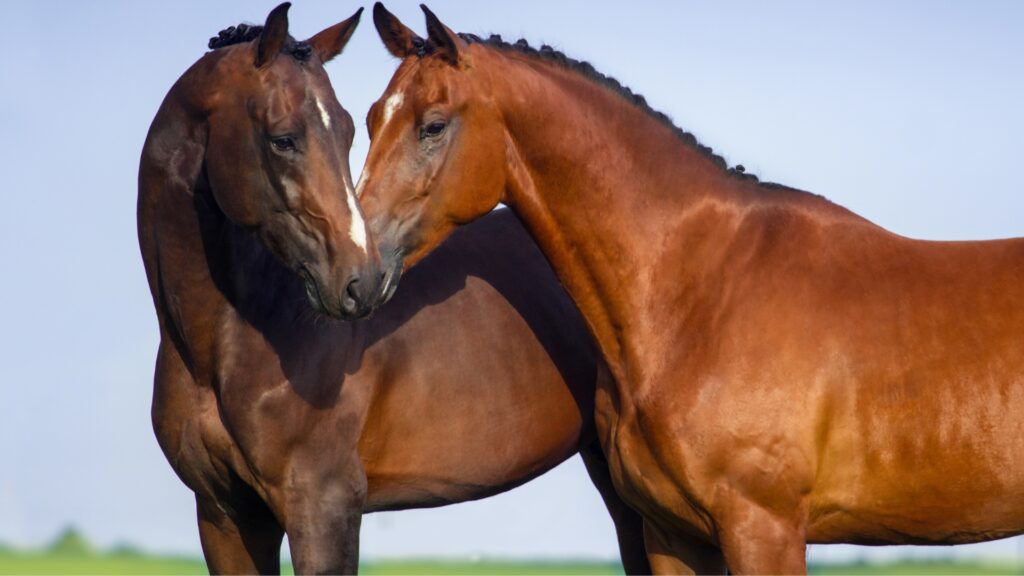 Equine Law Solicitors in Horsham and Haywards Heath