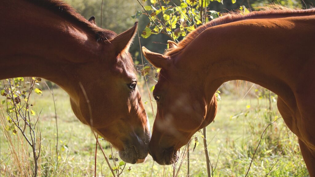 Equine Law Solicitors in Horsham and Haywards Heath